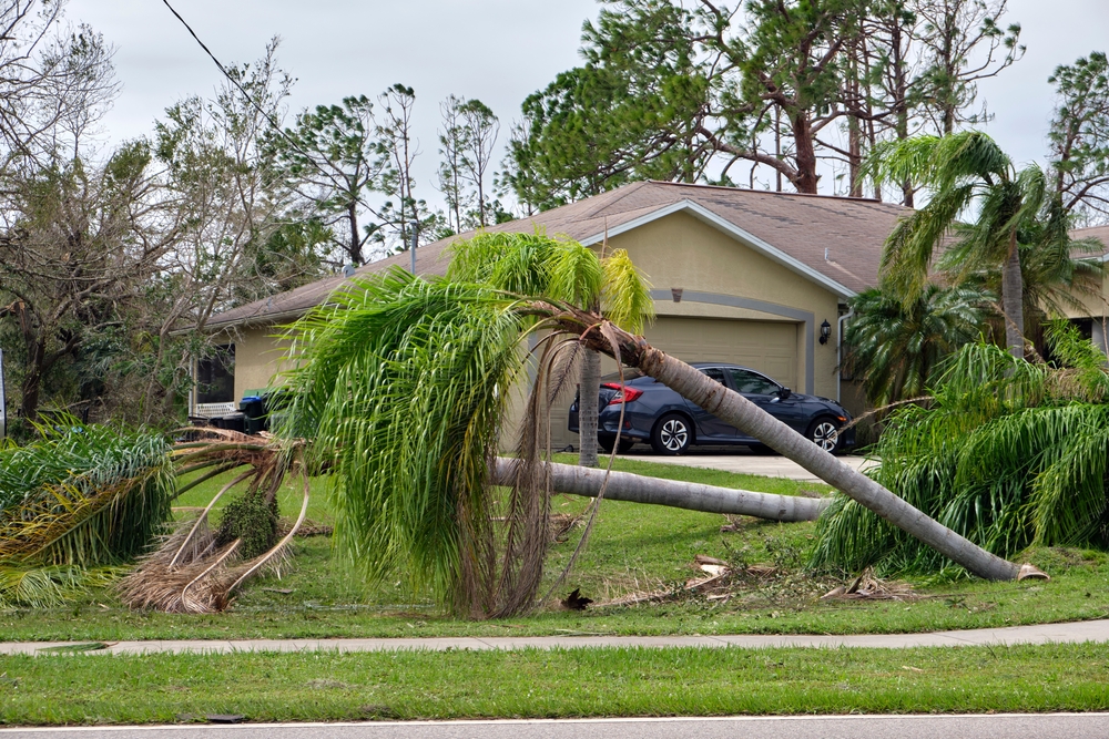 6 Ownership Responsibilities That Expand With Age mature tree liability