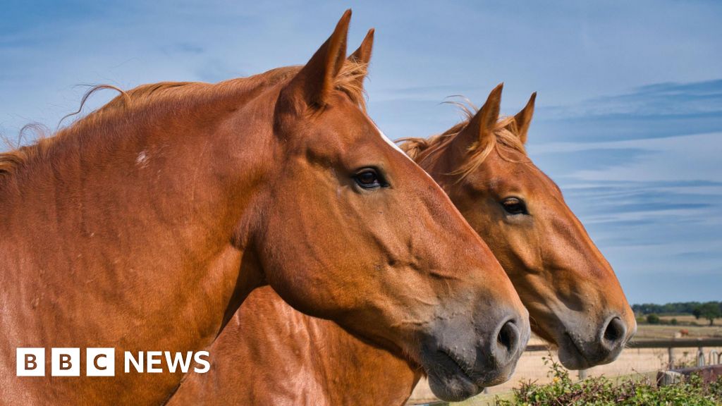 Rare-breed horse centre cuts back amid cost woes Rare-breed horse centre cuts back amid cost woes
