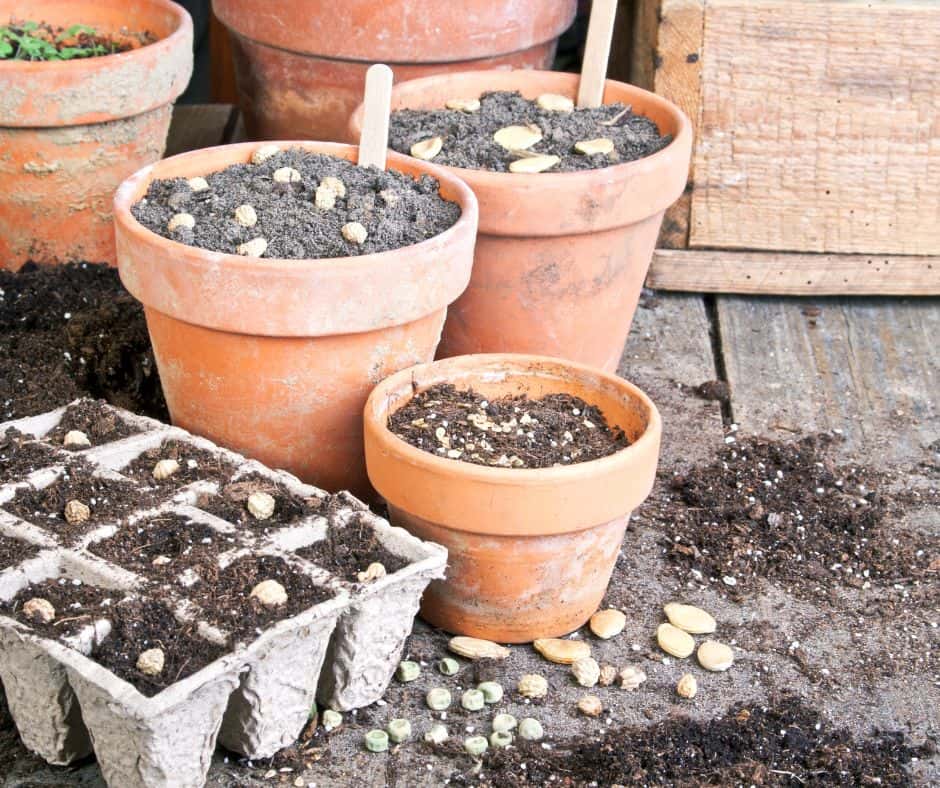 How to Start Seeds Indoors for Beginners How to Start Seeds Indoors for Beginners