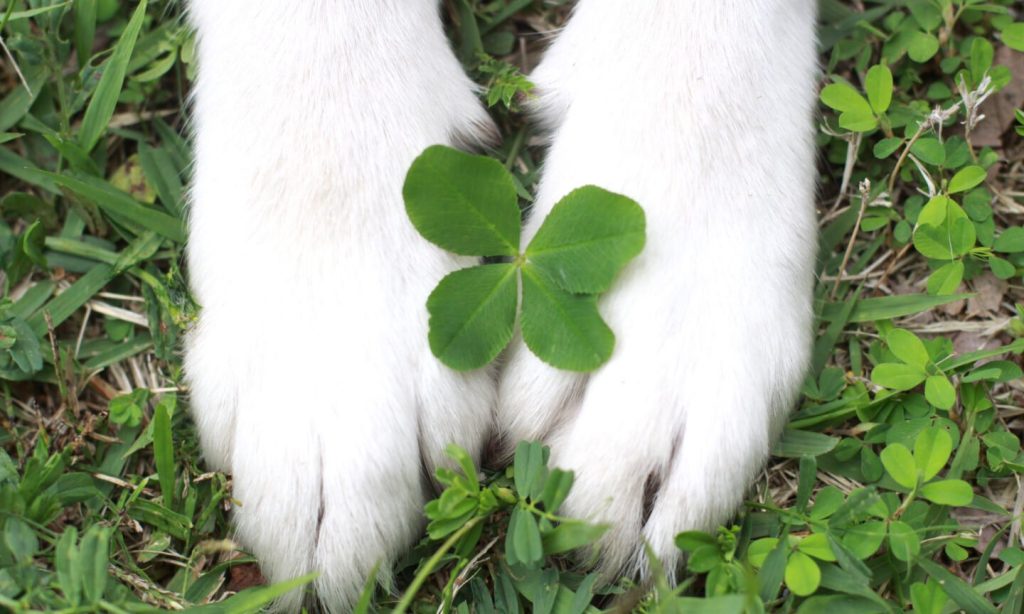 March Mortgage Outlook: Lower Rates Ahead Leaf, Plant, Electronics