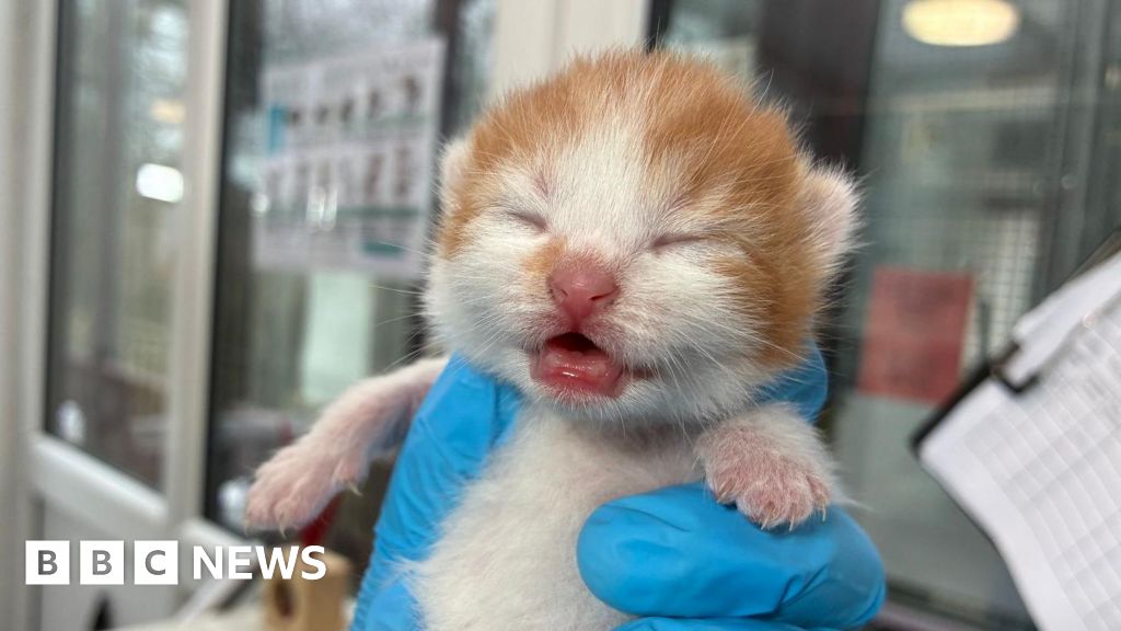 Rescue centre sees rise in abandoned cat families Rescue centre sees rise in abandoned cat families