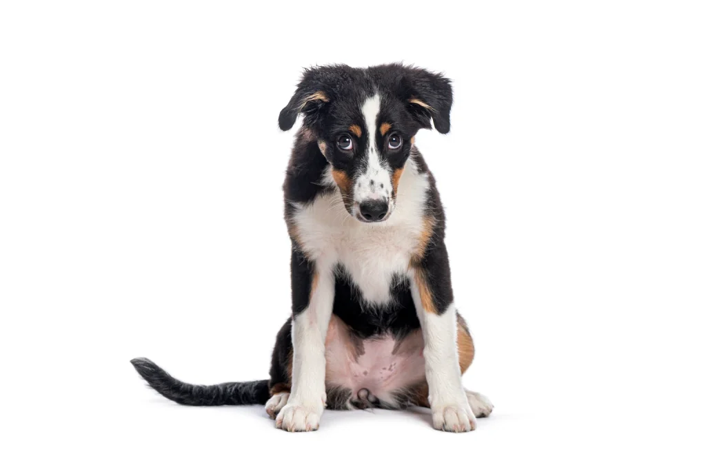 ETW: Supports High Dividend Yield But NAV Erosion Likely To Continue (NYSE:ETW) ETW: Supports High Dividend Yield But NAV Erosion Likely To Continue (NYSE:ETW)