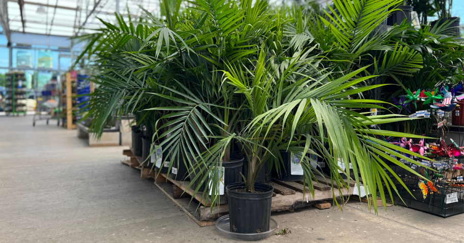 Majesty Palm Plant Just $14.98 at Lowe’s (10k Sold Last Week!) Majesty Palm at Lowe