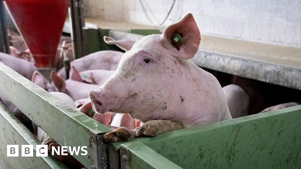 Spain’s pork industry seeks salvation from swine fever threat Spain's pork industry seeks salvation from swine fever threat
