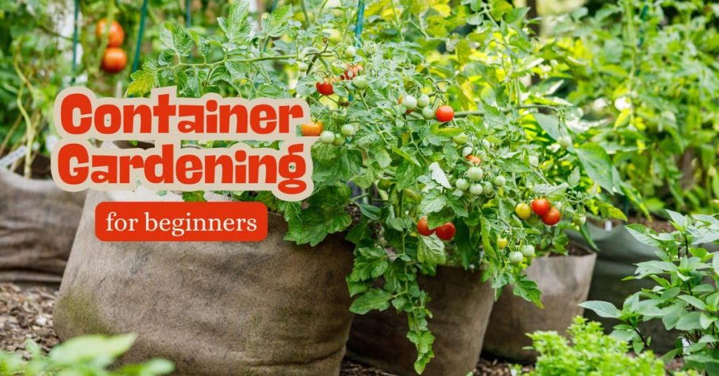 Container Gardening for Beginners: 7 Tips Container Gardening for Beginners: 7 Tips