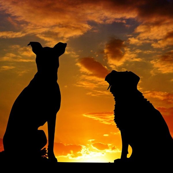 Pet Insurance: Is It Worth It for You? Pet Insurance: Is It Worth It for You?